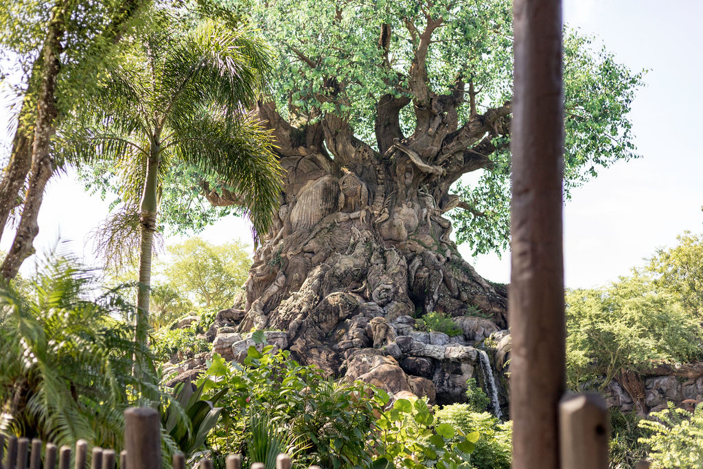 WaltDisneyWorldAFTERCOVID!!SafetyReviewandDayatAnimalKingdom!!KNOWBEFOREYOUGO-DisneyWorldCOVID-48